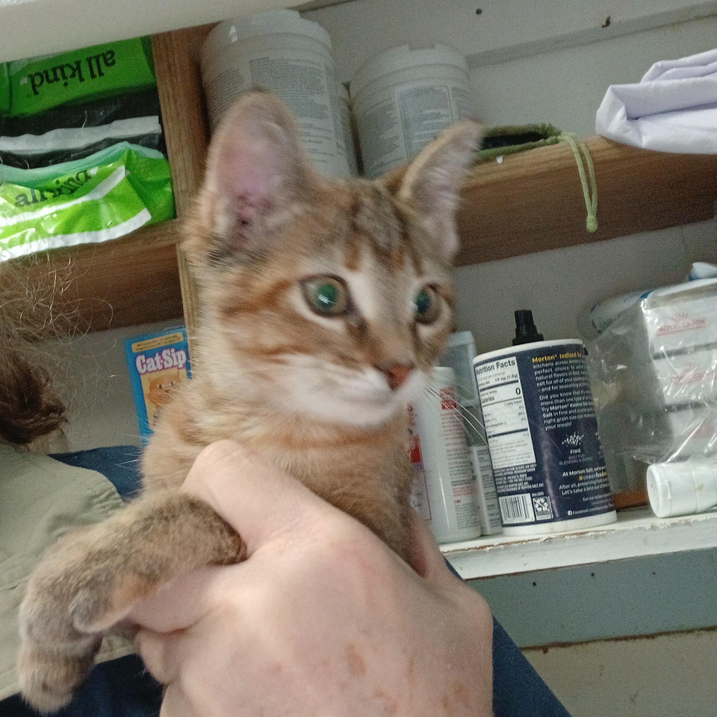 Breena, Adoptable, Young Female Domestic Short Hair.