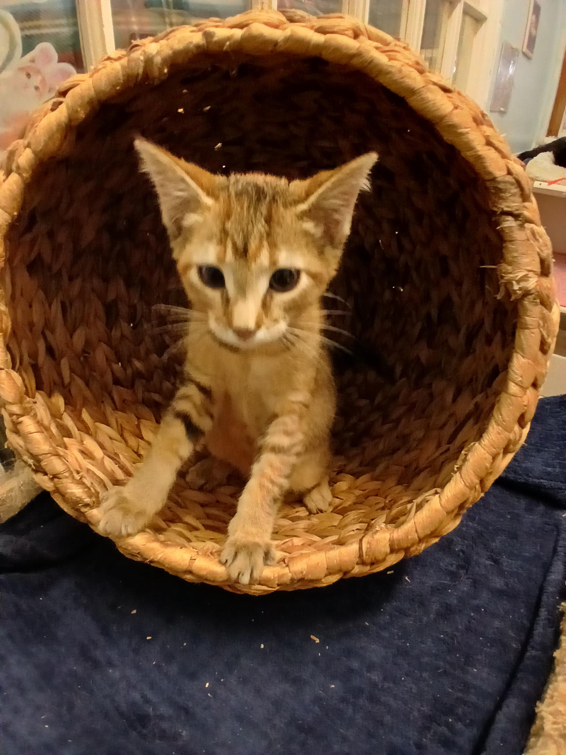 Breena, a Adoptable mixed breed in Midland, MI image 3/4