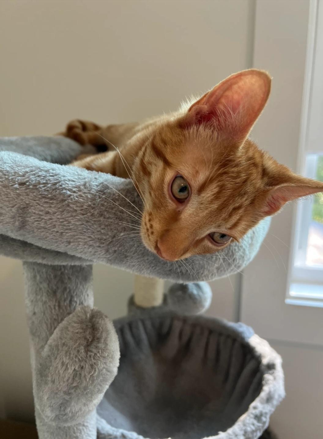 Copper, Adoptable, Young Female Domestic Short Hair.