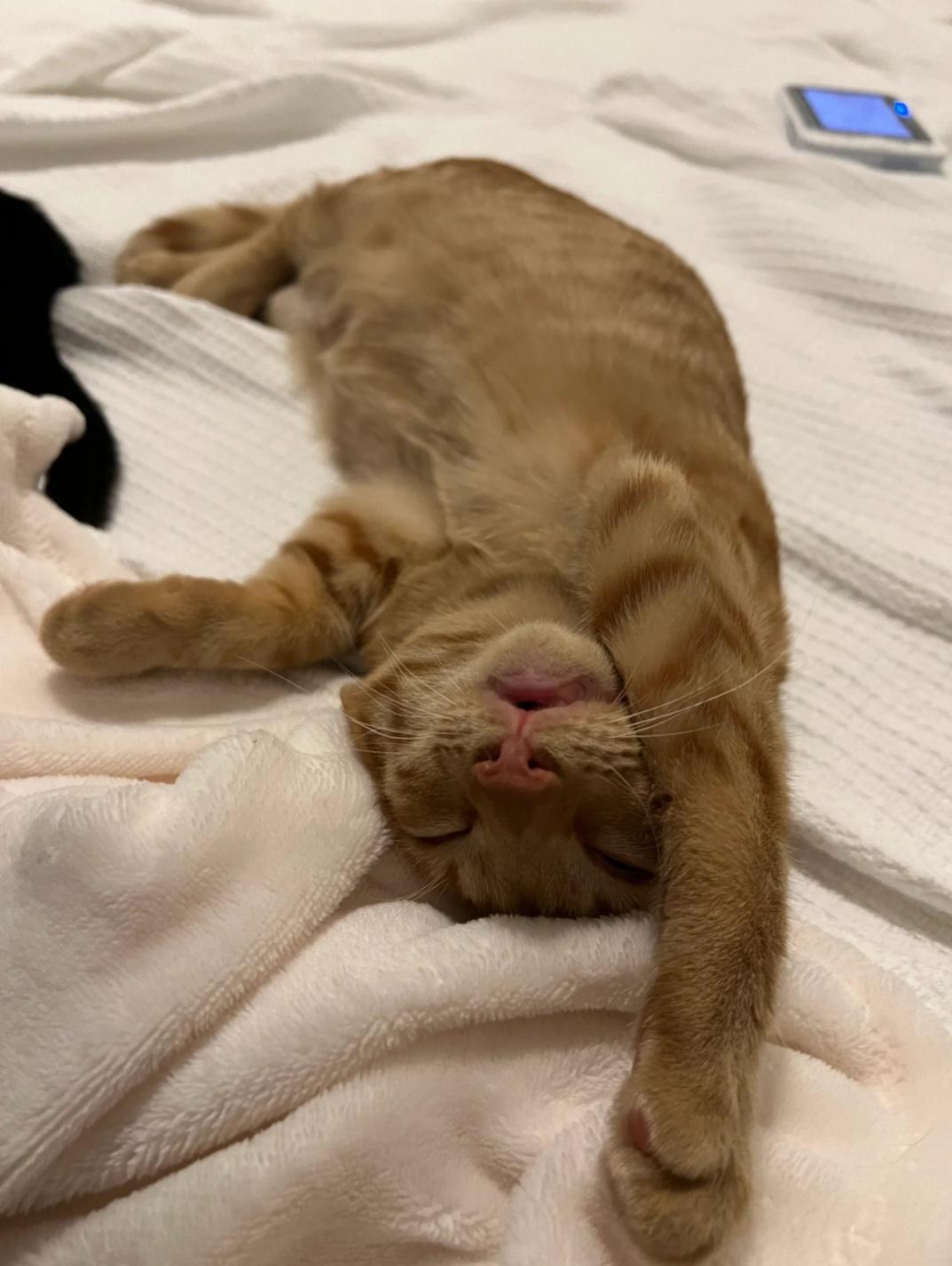 Enlarge Copper, a Adoptable Domestic Short Hair in Smyrna, GA image 2/4