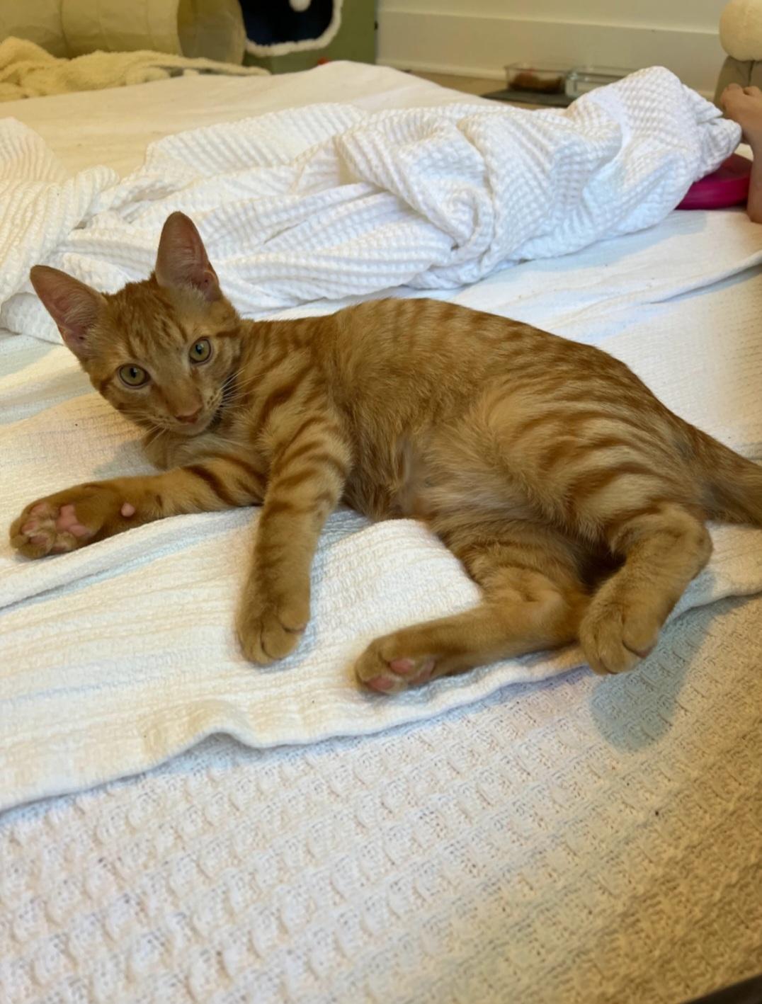 Enlarge Copper, a Adoptable Domestic Short Hair in Smyrna, GA image 3/4