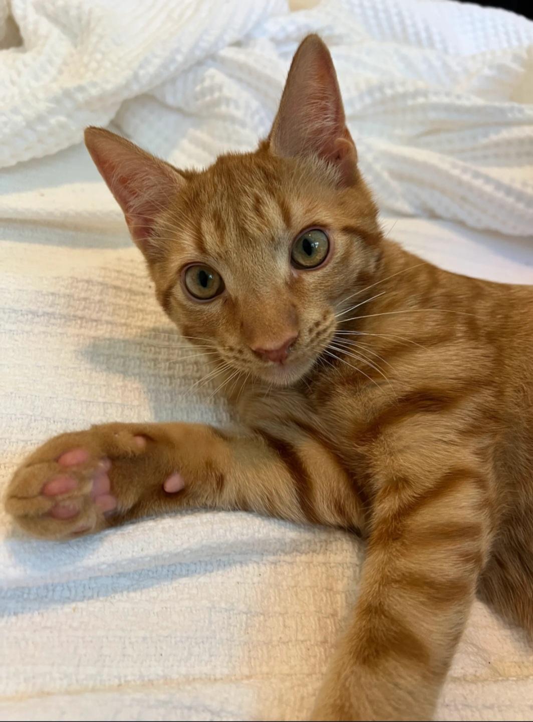 Enlarge Copper, a Adoptable Domestic Short Hair in Smyrna, GA image 4/4