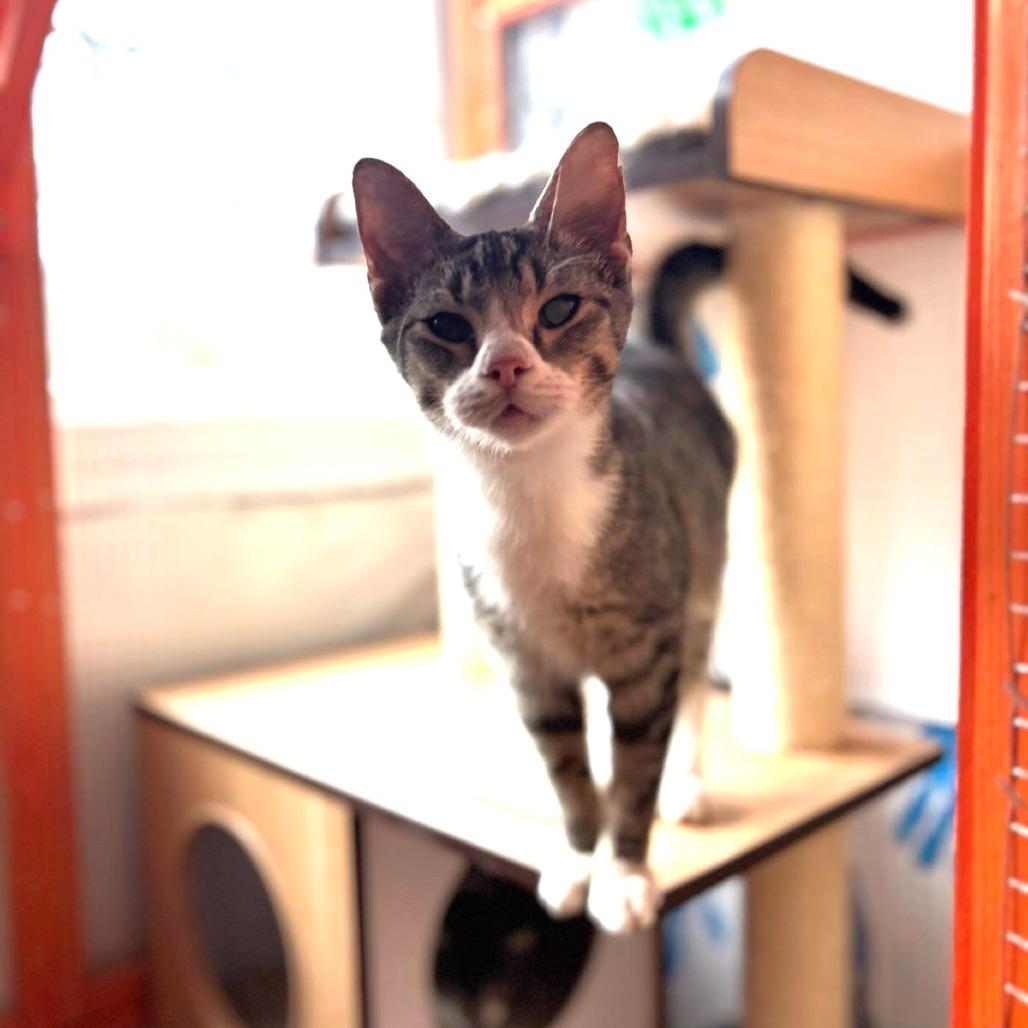 Enlarge Oscar, a Adoptable Domestic Short Hair in Atlanta, GA image 1/1