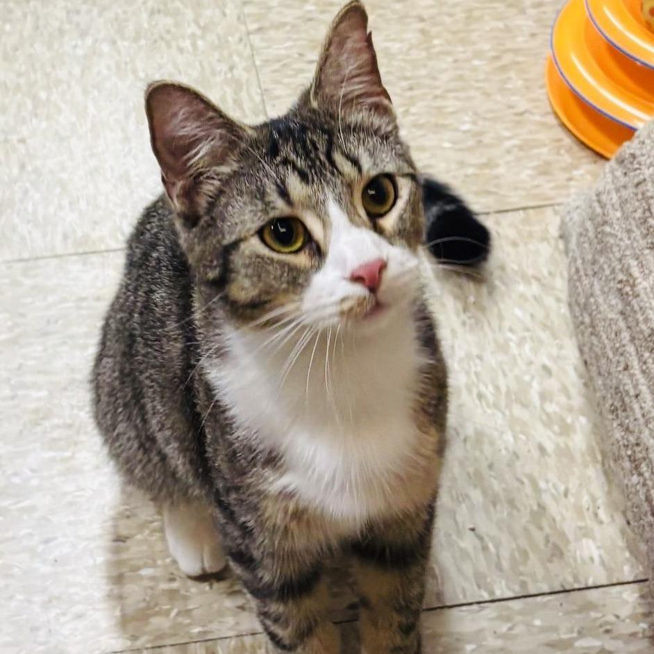 Oscar, a Adoptable Domestic Short Hair in Marietta, GA image 2/2