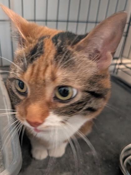 Enlarge Holly, a Adoptable mixed breed in Cecil, WI image 1/2