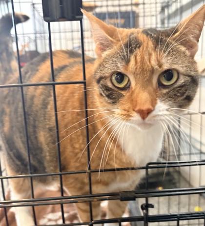 Enlarge Holly, a Adoptable mixed breed in Cecil, WI image 2/2