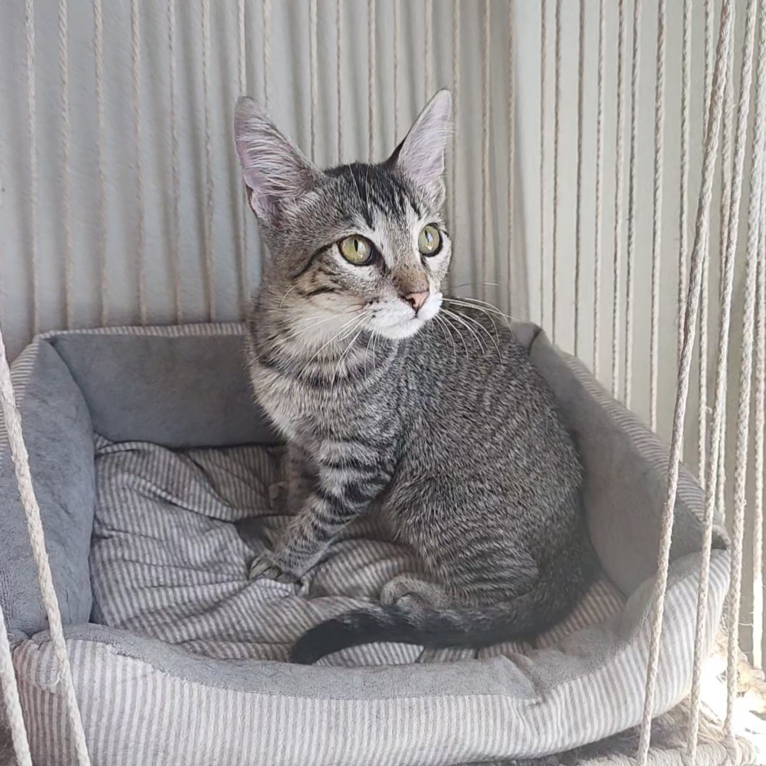 Cat for adoption Bramble (Gray Ticked Tabby), an American Shorthair