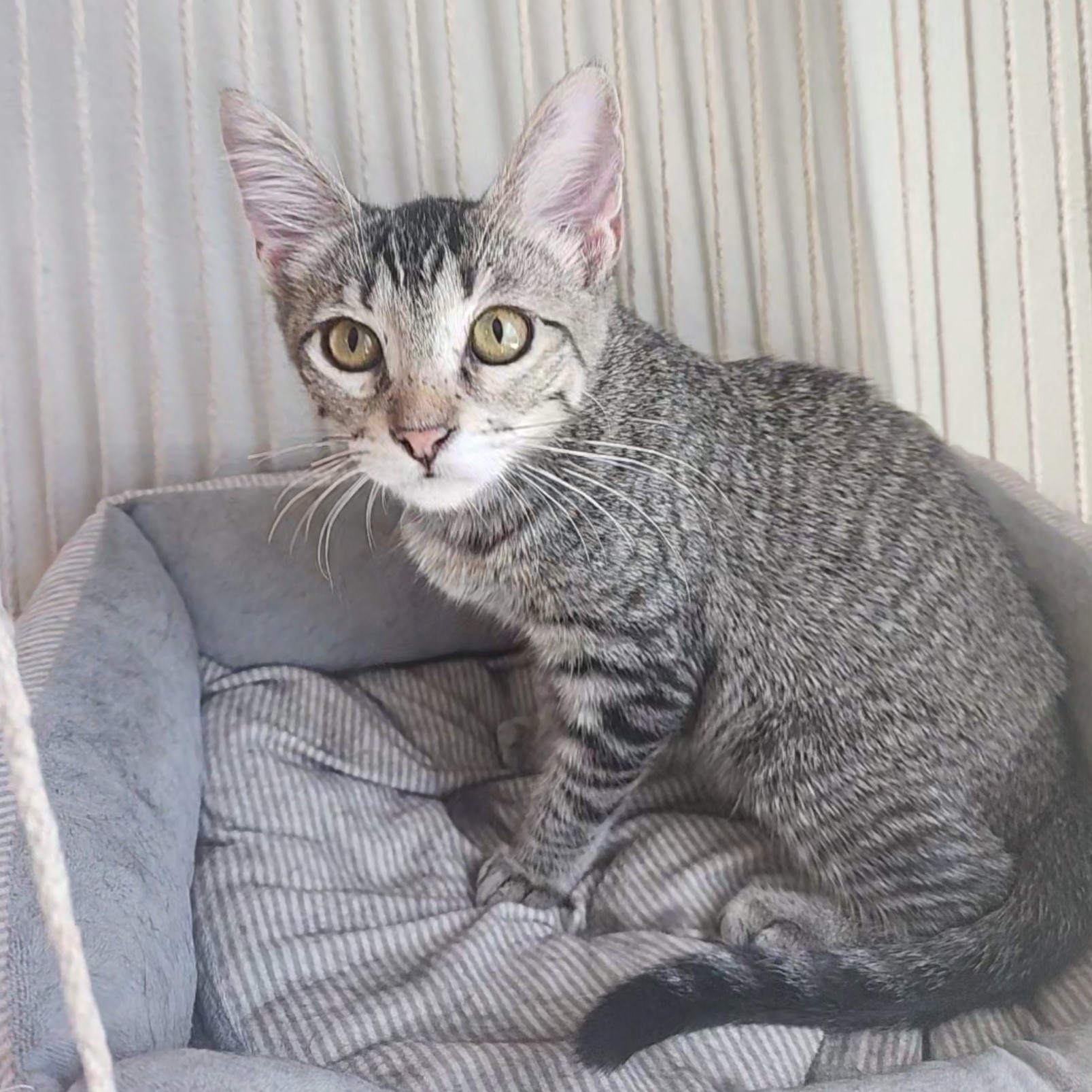 Cat for adoption Bramble (Gray Ticked Tabby), an American Shorthair