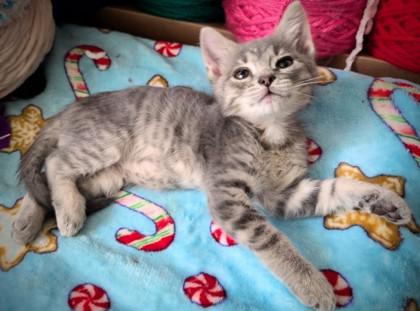 Salt, Adoptable, Young Male Domestic Short Hair & Domestic Short Hair.