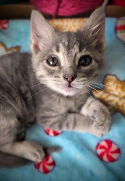 Enlarge Salt, a Adoptable mixed breed in Columbus, IN image 2/2