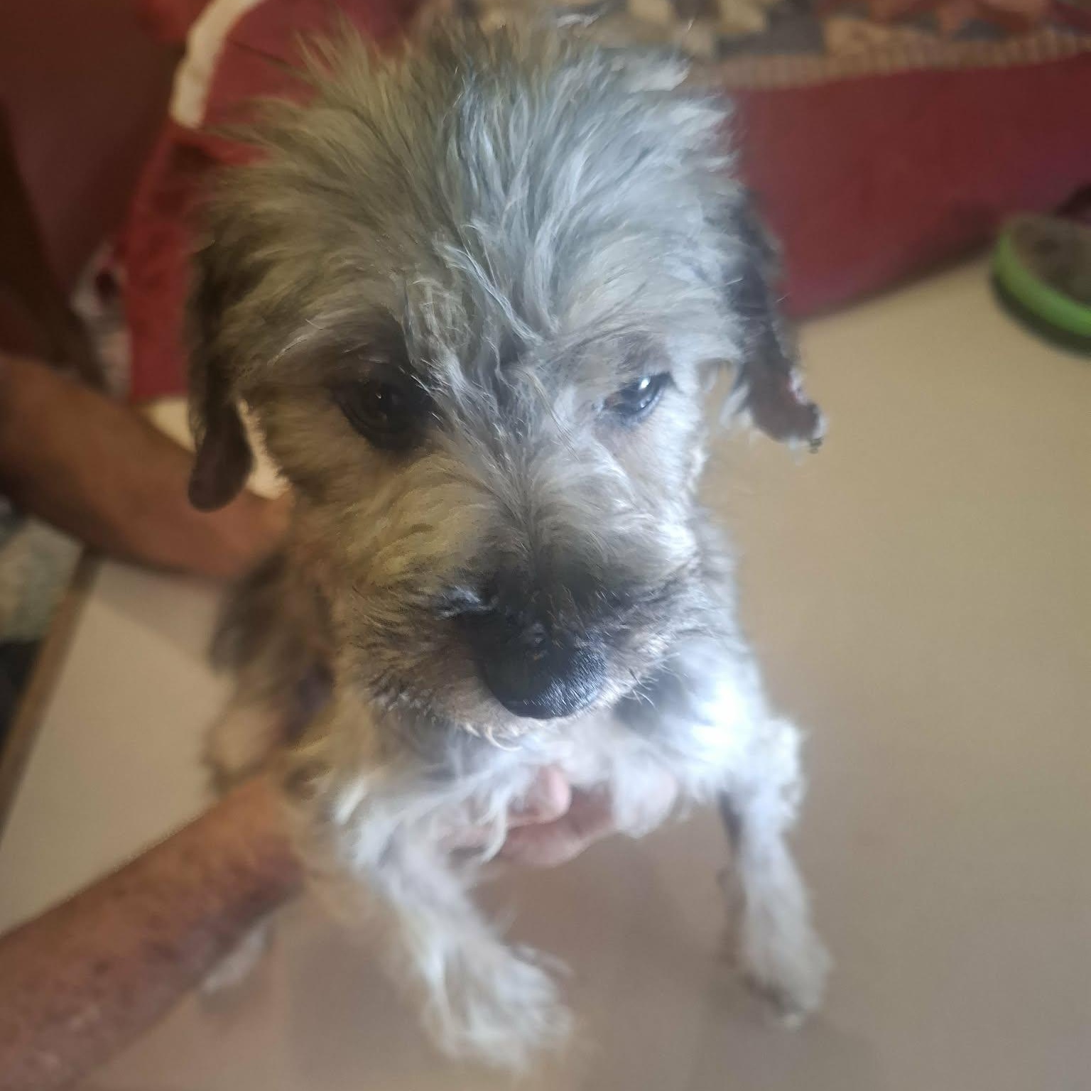 Violeta — thumbnail 2