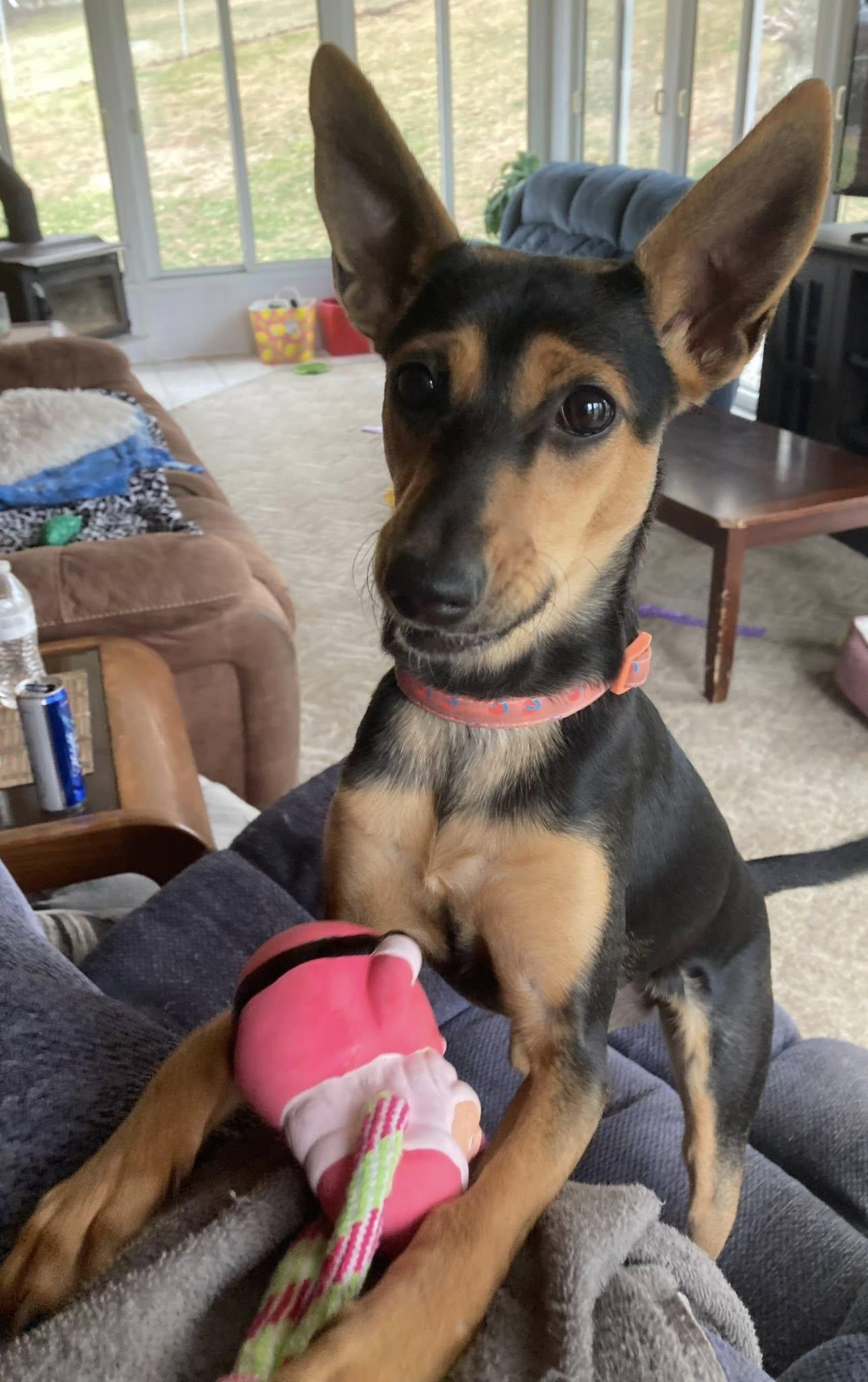 Rue, ADOPTABLE, Puppy Female Chihuahua & Rat Terrier.