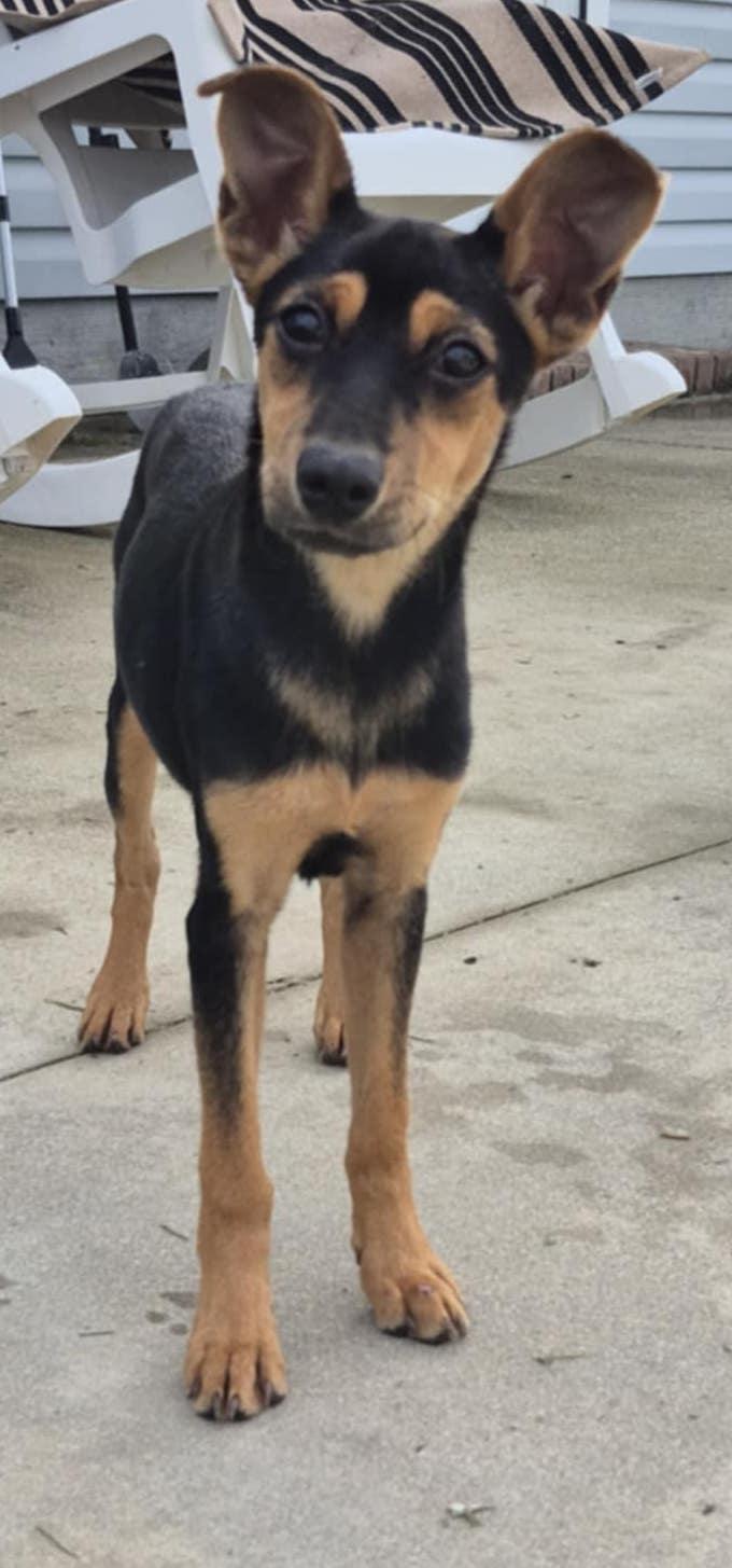 Enlarge Rue, a ADOPTABLE mixed breed in Silver Spring, MD image 3/6