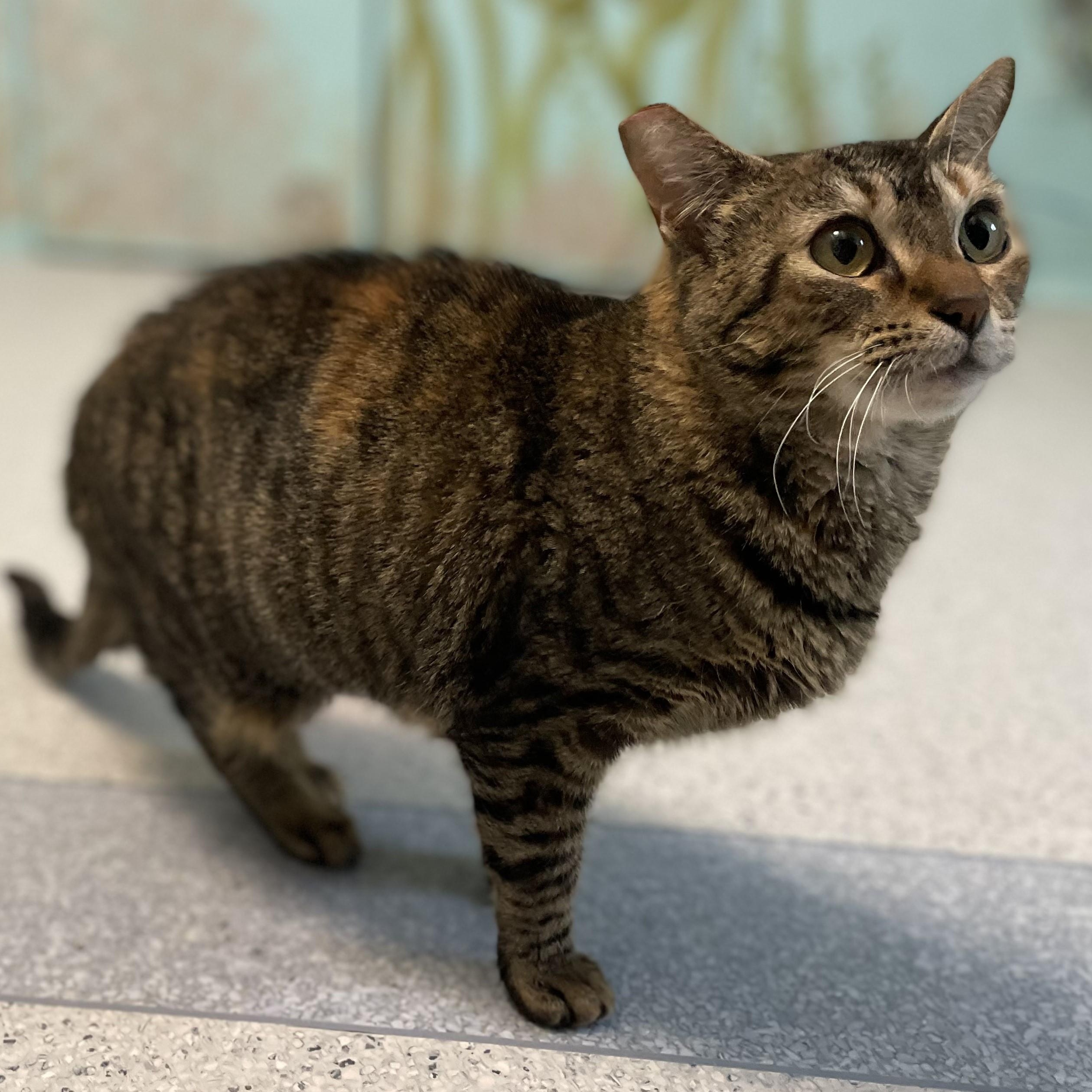 Enlarge Gypsy - Pretty Girl, a ADOPTABLE Torbie in Hoquiam, WA image 5/6