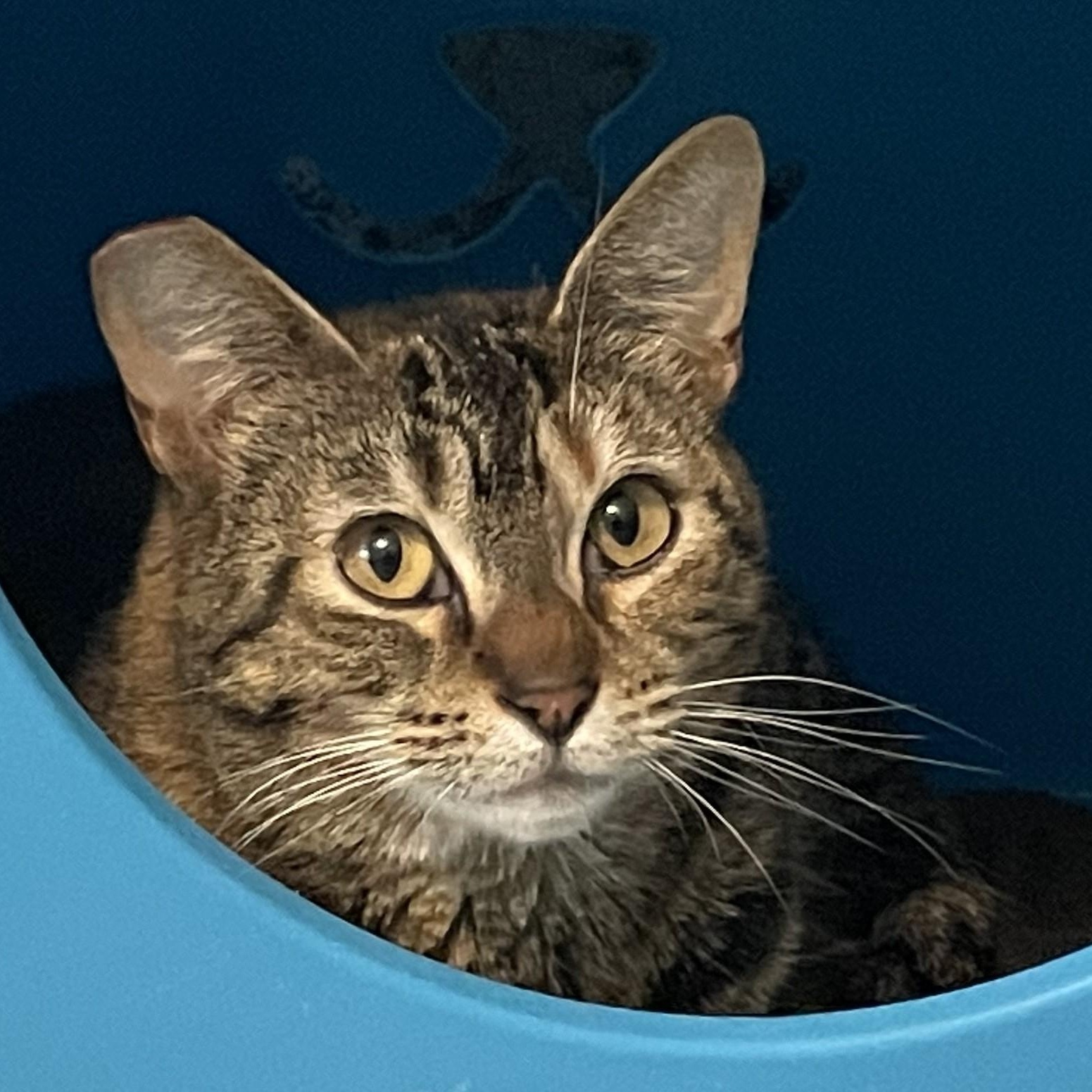 Enlarge Gypsy - Pretty Girl, a ADOPTABLE Torbie in Hoquiam, WA image 1/6