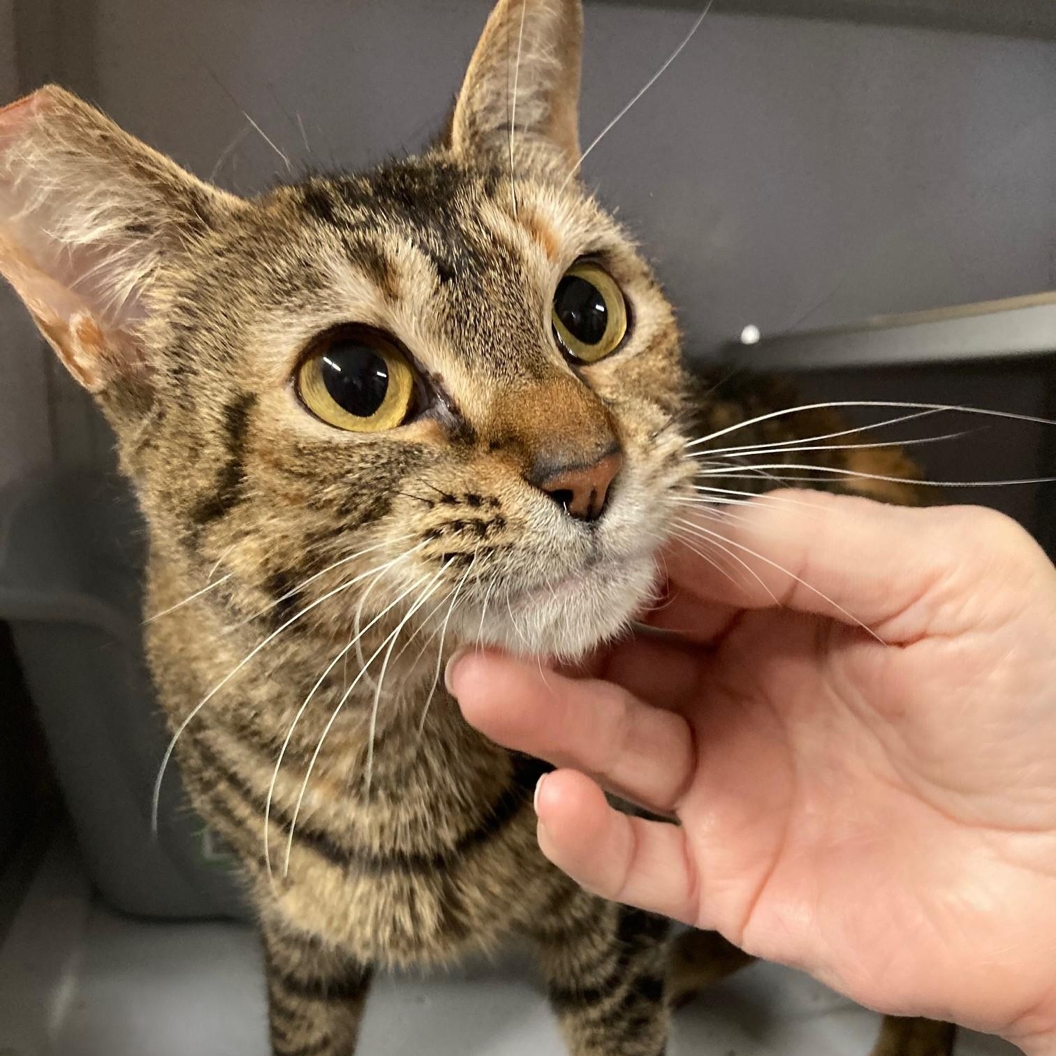Enlarge Gypsy - Pretty Girl, a ADOPTABLE Torbie in Hoquiam, WA image 2/6