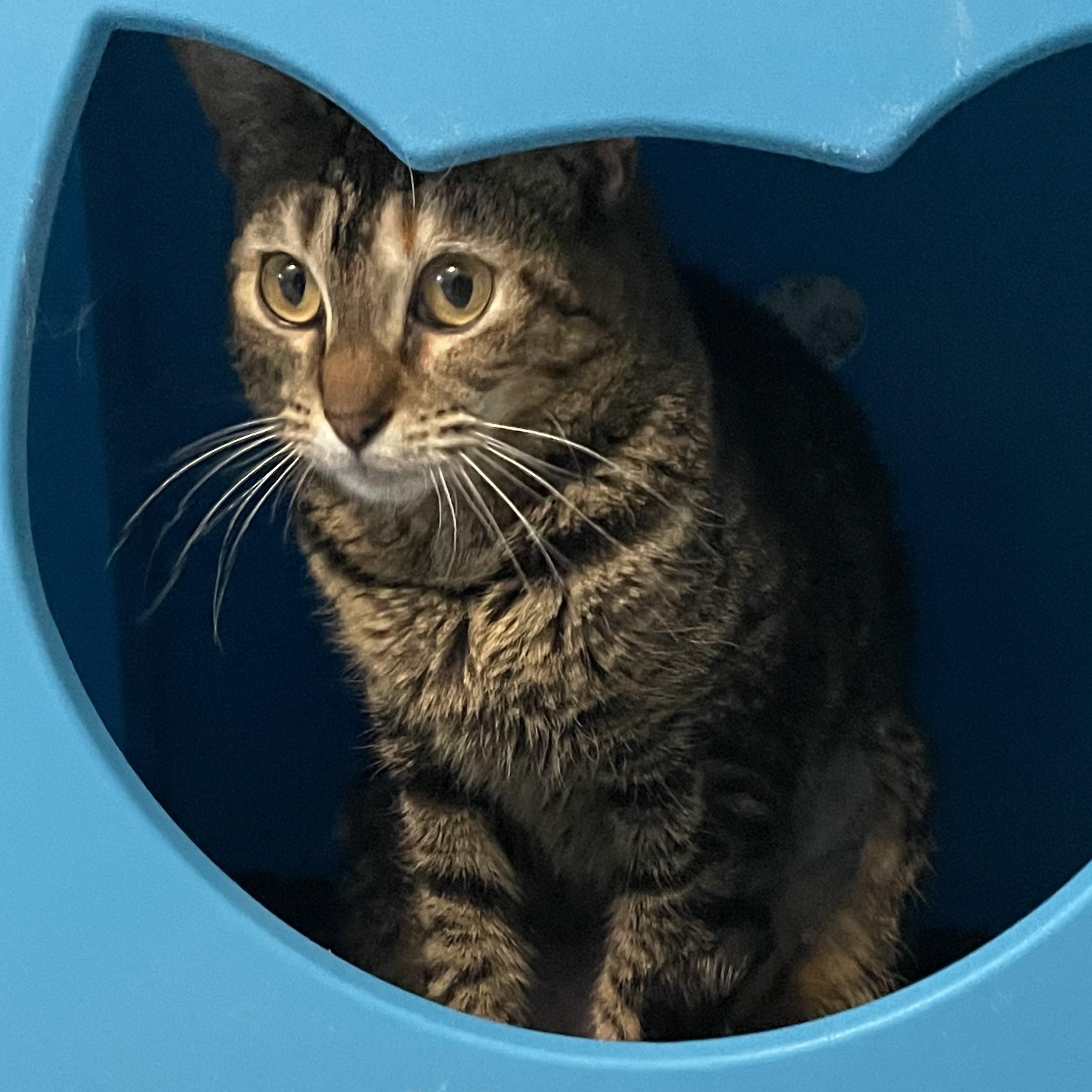 Enlarge Gypsy - Pretty Girl, a ADOPTABLE Torbie in Hoquiam, WA image 3/6