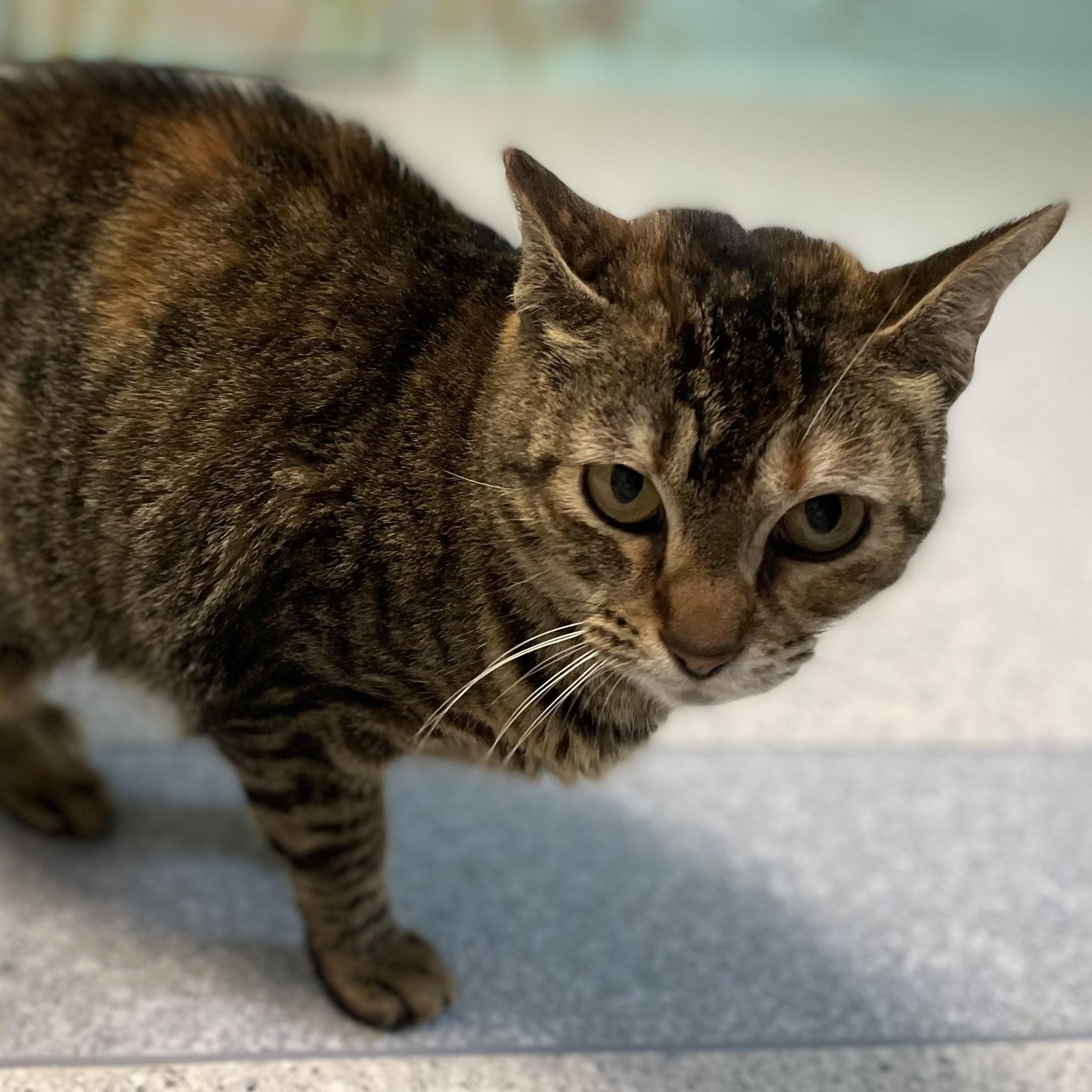 Enlarge Gypsy - Pretty Girl, a ADOPTABLE Torbie in Hoquiam, WA image 6/6
