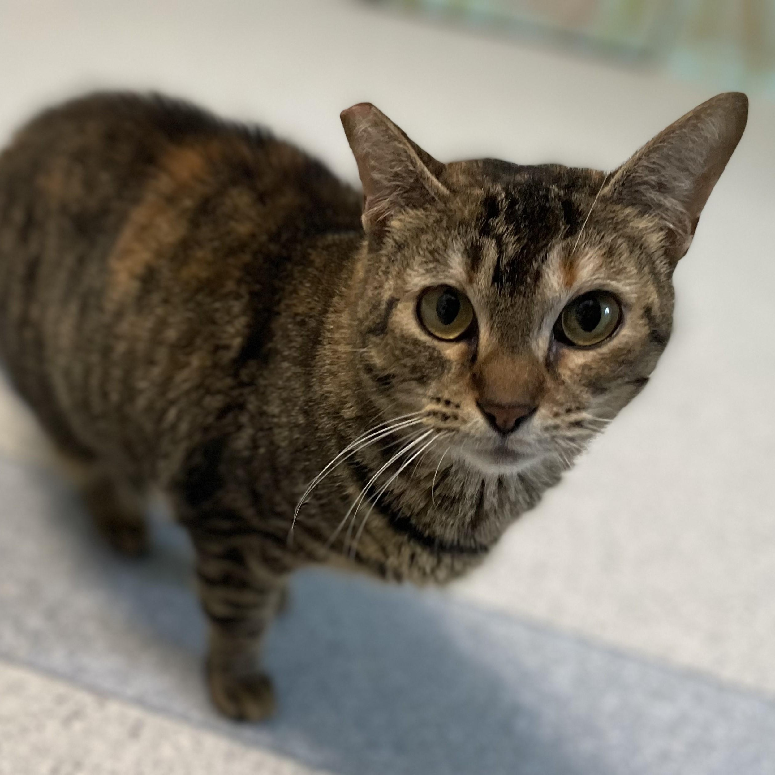 Enlarge Gypsy - Pretty Girl, a ADOPTABLE Torbie in Hoquiam, WA image 4/6