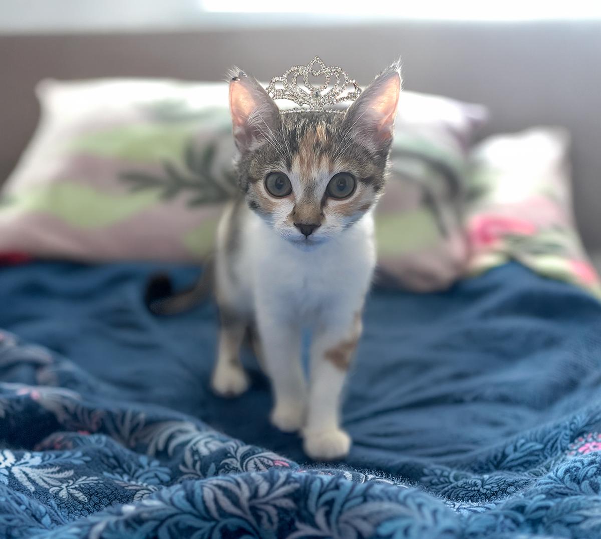 Enlarge Pinna, a Adoptable Domestic Short Hair in Durham, NC image 2/6