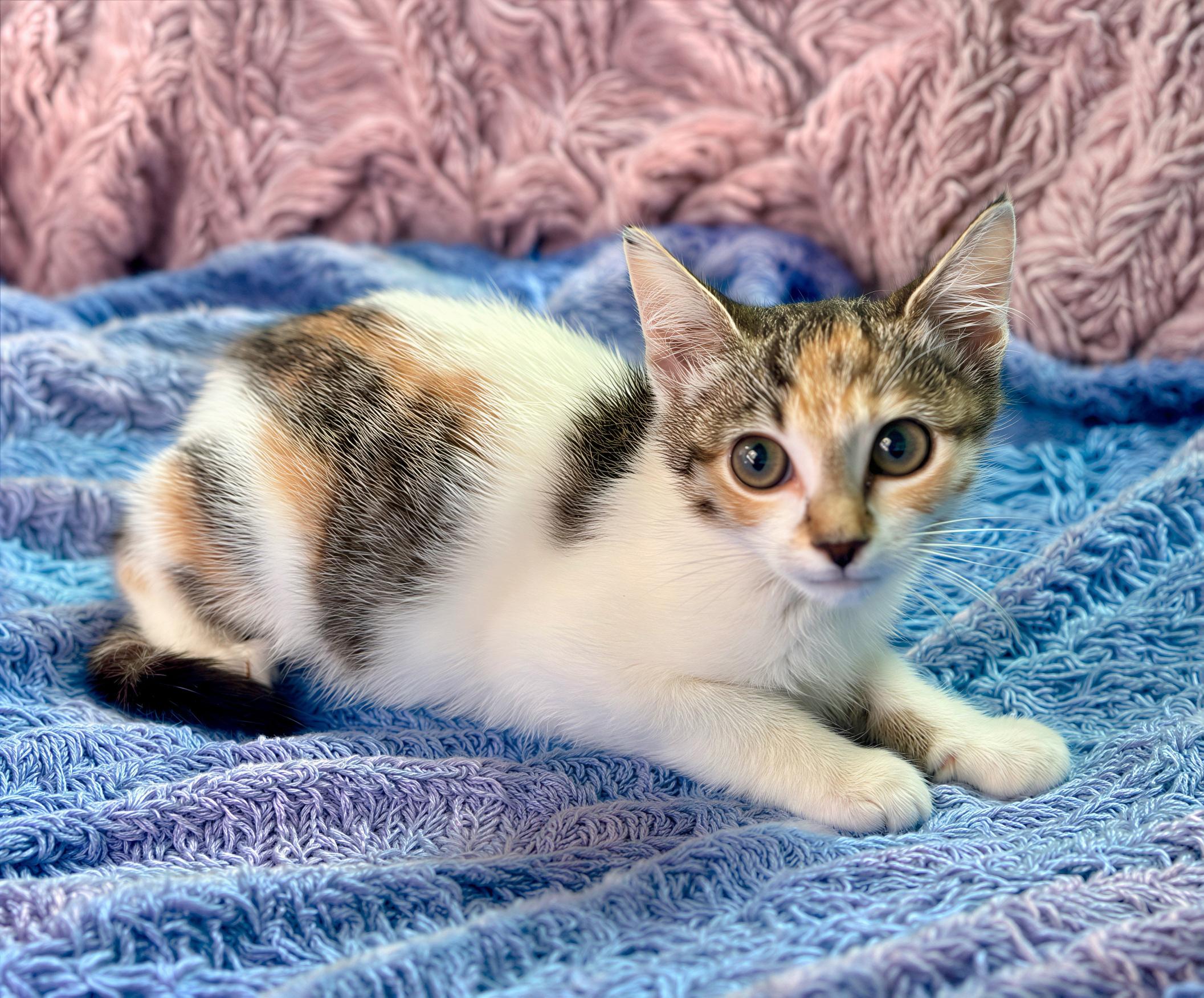 Enlarge Pinna, a Adoptable Domestic Short Hair in Durham, NC image 4/6