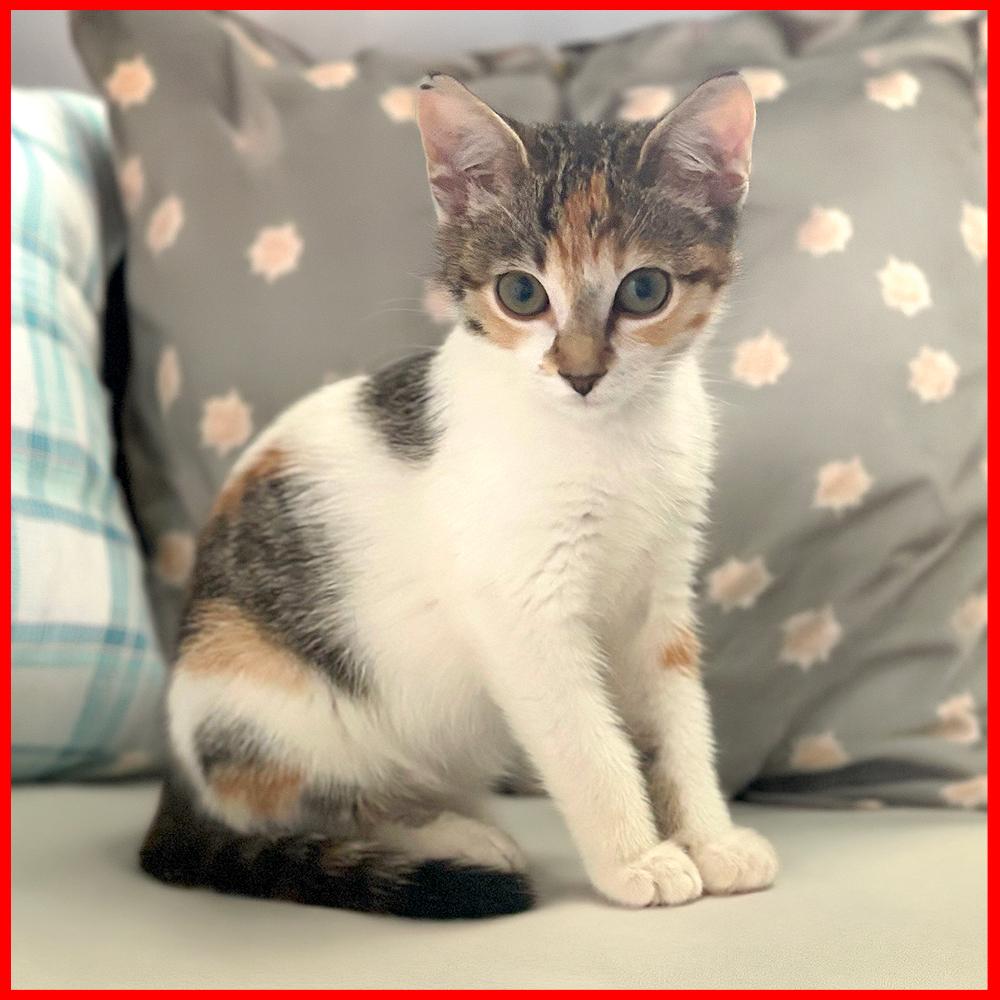 Pinna, Adoptable, Kitten Female Domestic Short Hair.