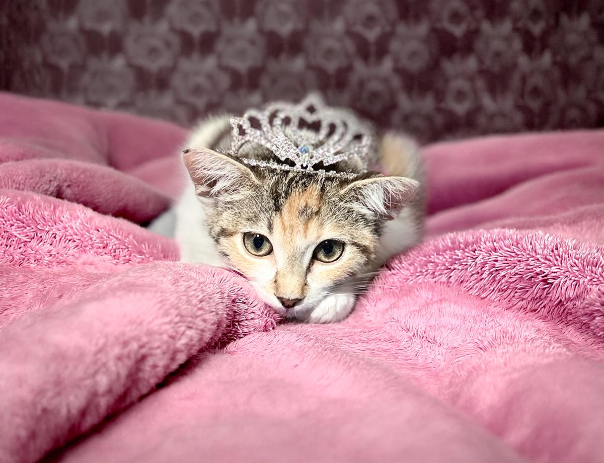 Enlarge Pinna, a Adoptable Domestic Short Hair in Durham, NC image 3/6