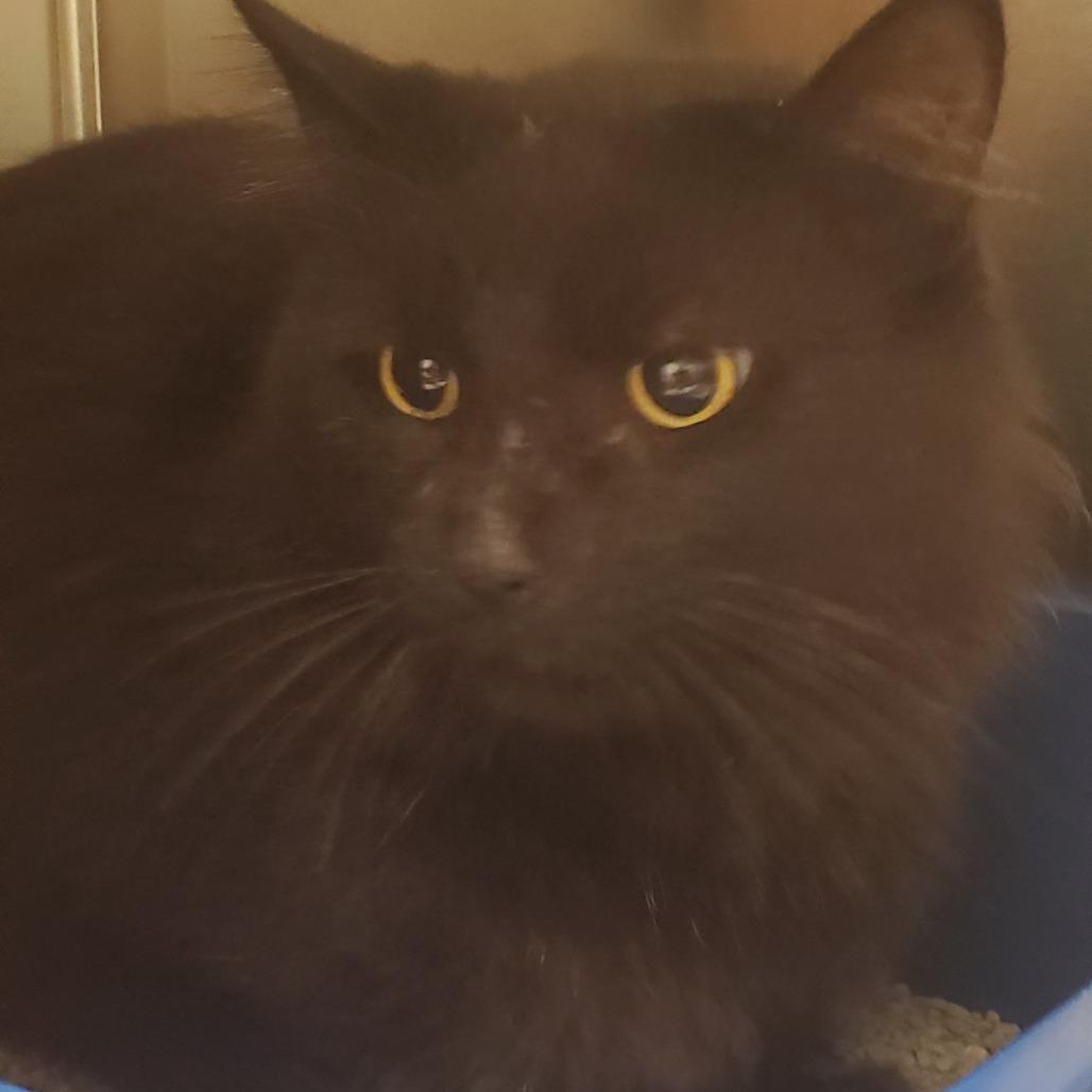 Enlarge Billy Bob, a Adoptable Domestic Short Hair in Novelty, OH image 1/2