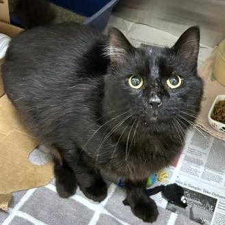 Enlarge Billy Bob, a Adoptable Domestic Short Hair in Novelty, OH image 2/2