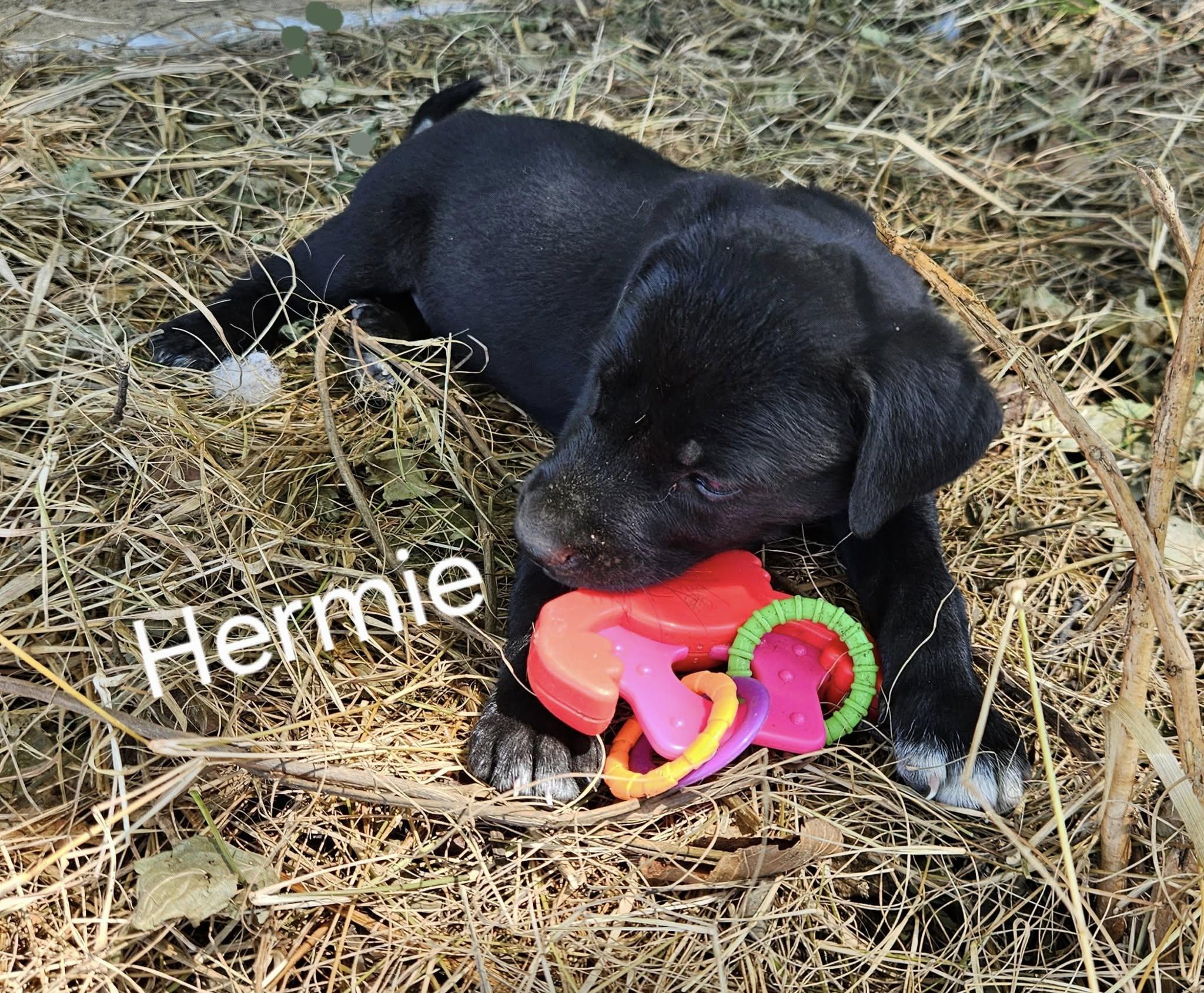 Hermie