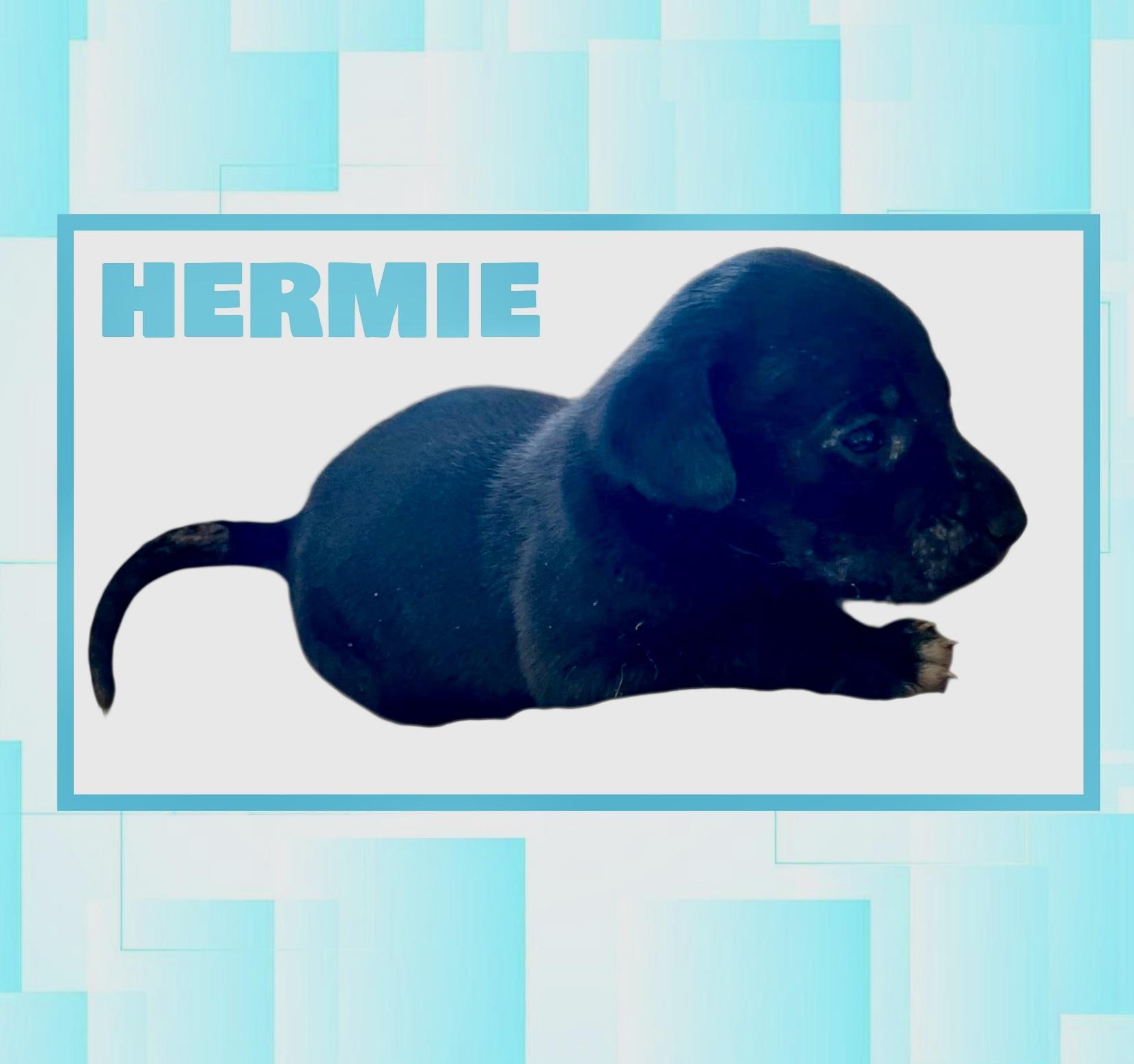 Hermie