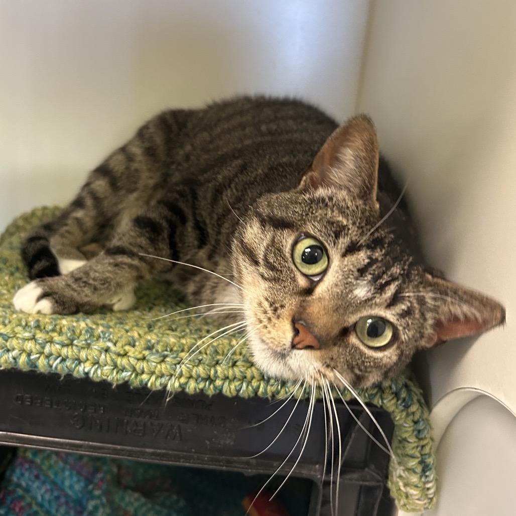 Tofu, a Adoptable Domestic Short Hair in Norfolk, NE image 1/4