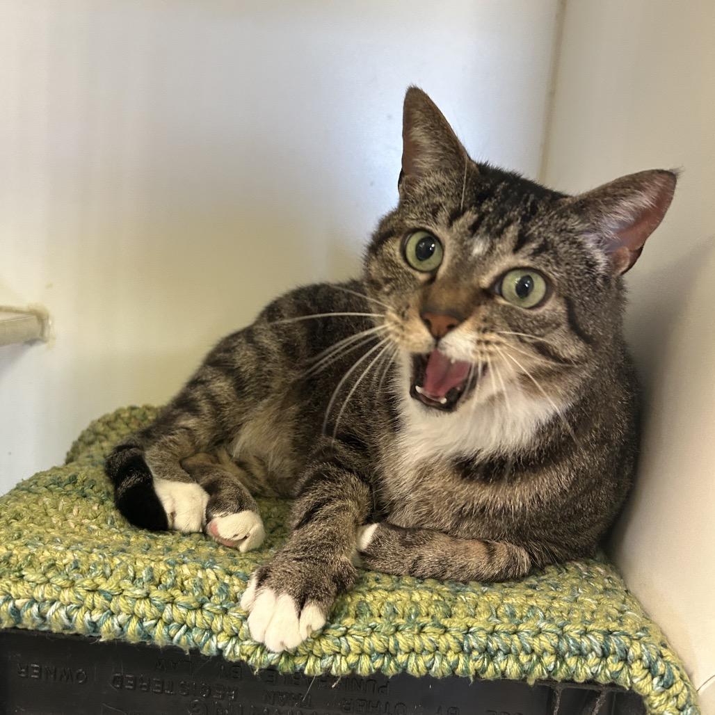 Tofu, a Adoptable Domestic Short Hair in Norfolk, NE image 2/4