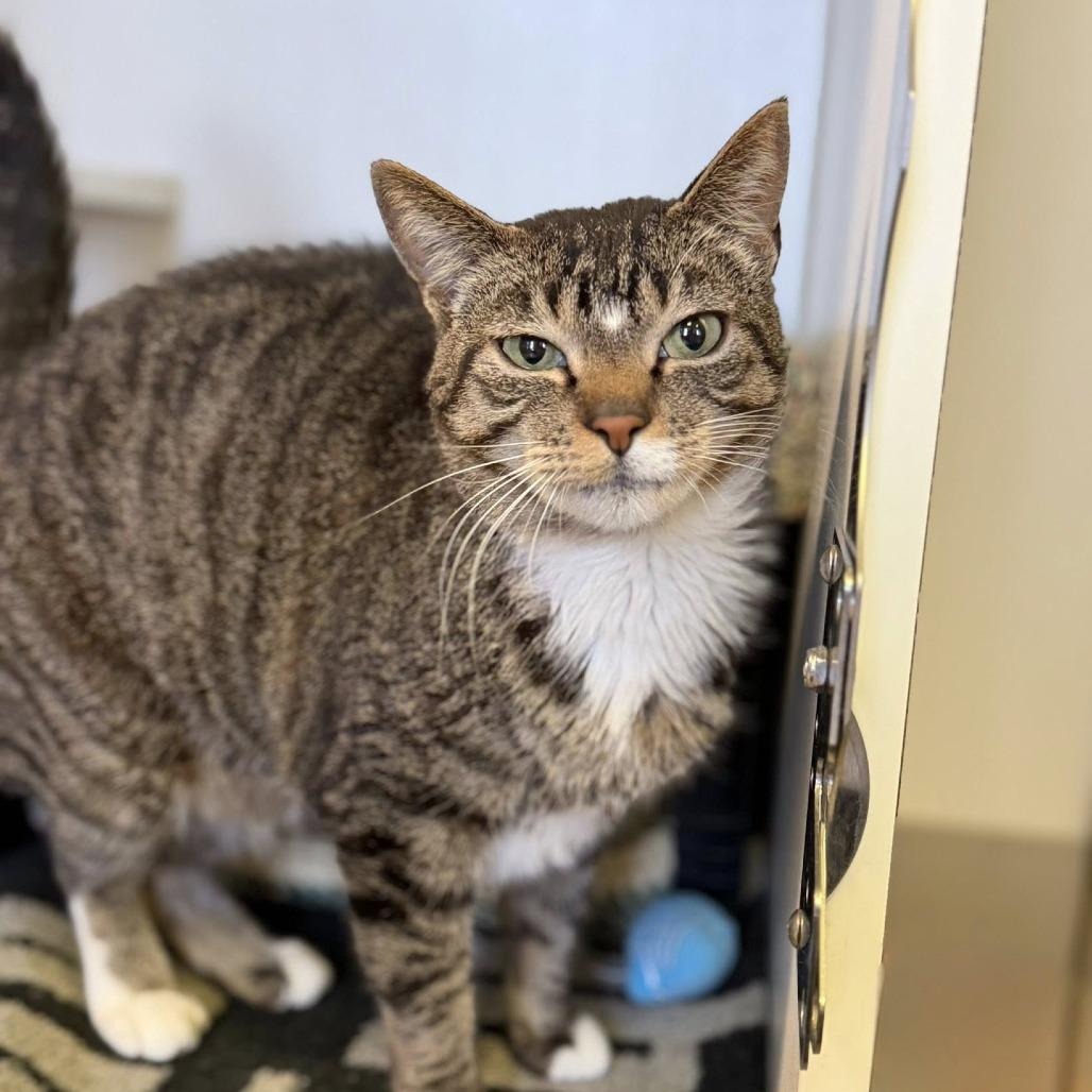 Tofu, Adoptable, Adult Female Domestic Short Hair.