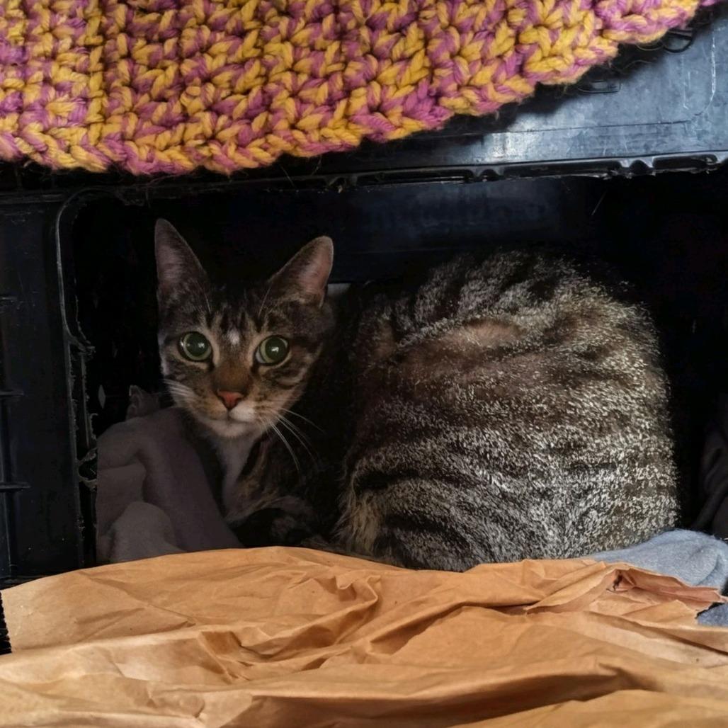 Enlarge Tofu, a Adoptable Domestic Short Hair in Norfolk, NE image 2/2