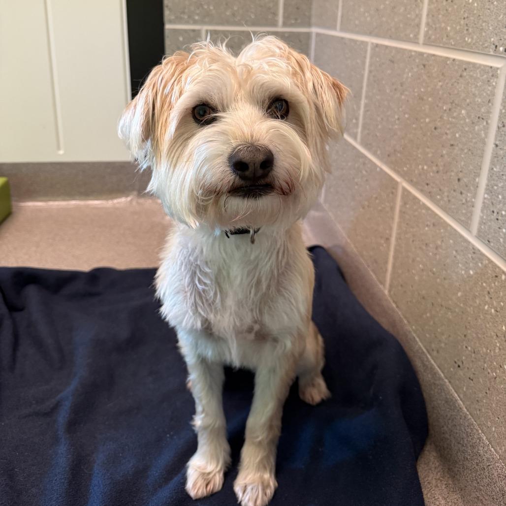 Rayne, Adoptable, Adult Male Mixed Breed.