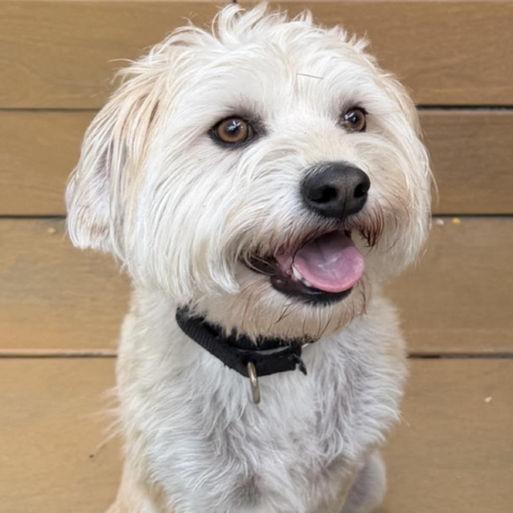 Rayne, a Adoptable Mixed Breed in Playa Vista, CA image 2/3