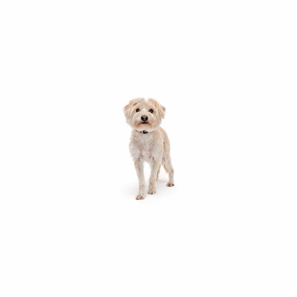 Rayne, a Adoptable Mixed Breed in Playa Vista, CA image 3/3