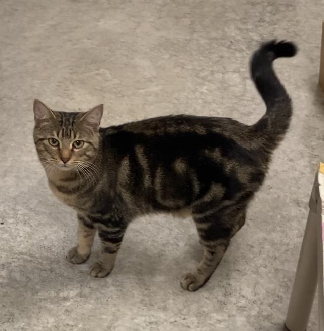 Enlarge Otis, a Adoptable Tabby in Huntsville, AL image 3/3