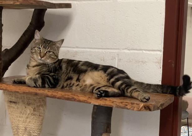 Enlarge Otis, a Adoptable Tabby in Huntsville, AL image 1/3