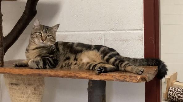 Enlarge Otis, a Adoptable Tabby in Huntsville, AL image 2/3