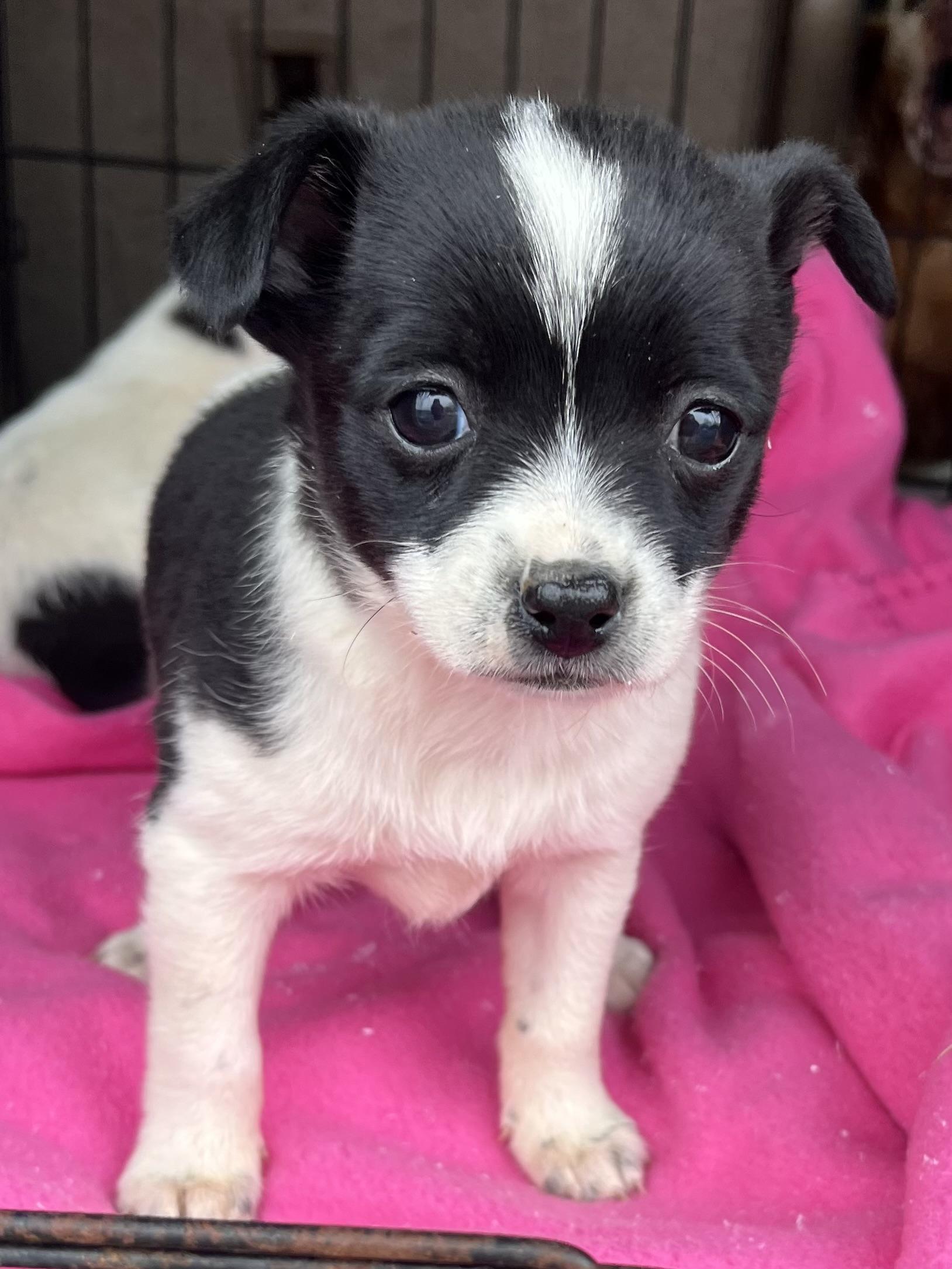 Enlarge Dixie, an adopted mixed breed in Gilbert, SC image 4/4