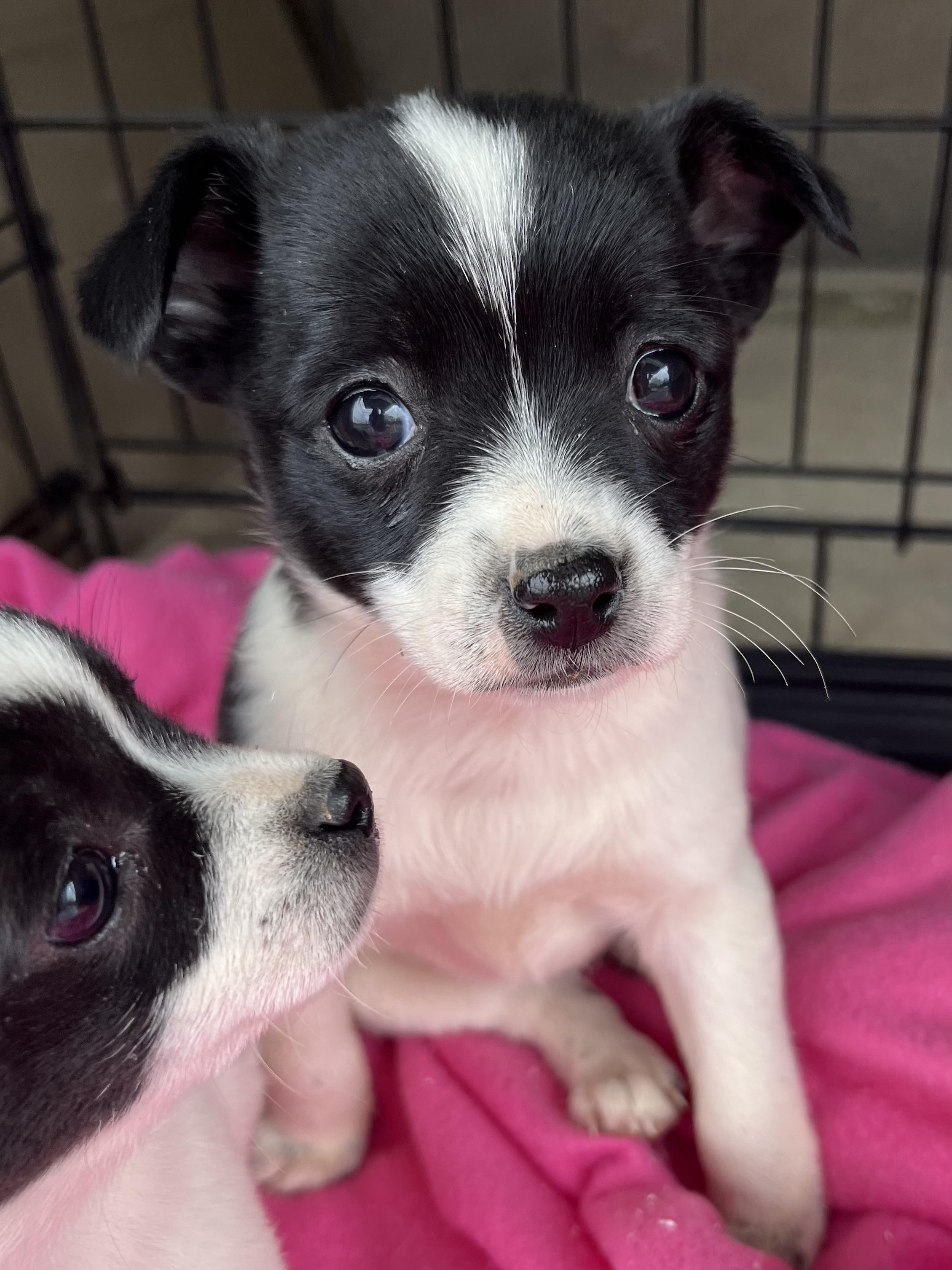 Enlarge Dixie, an adopted mixed breed in Gilbert, SC image 3/4