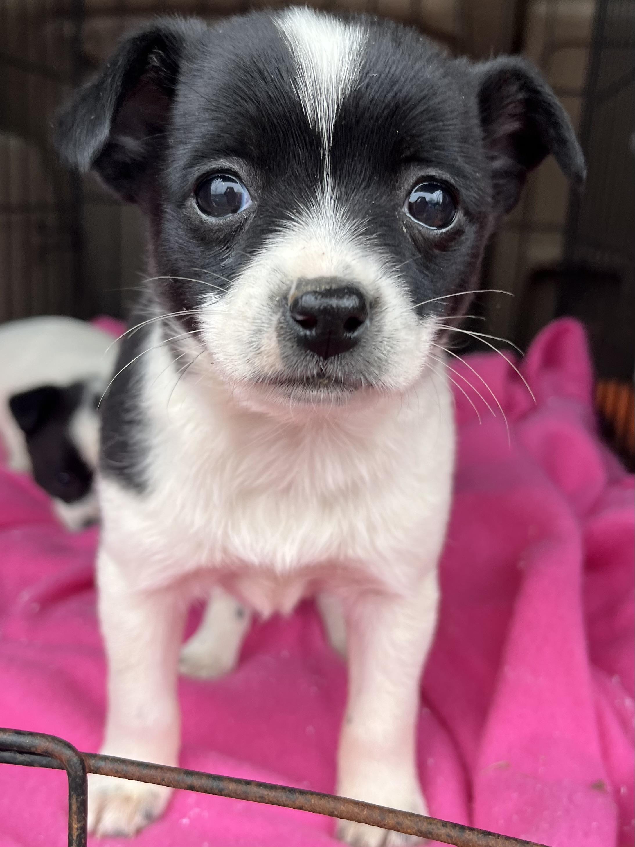 Enlarge Dixie, an adopted mixed breed in Gilbert, SC image 2/4