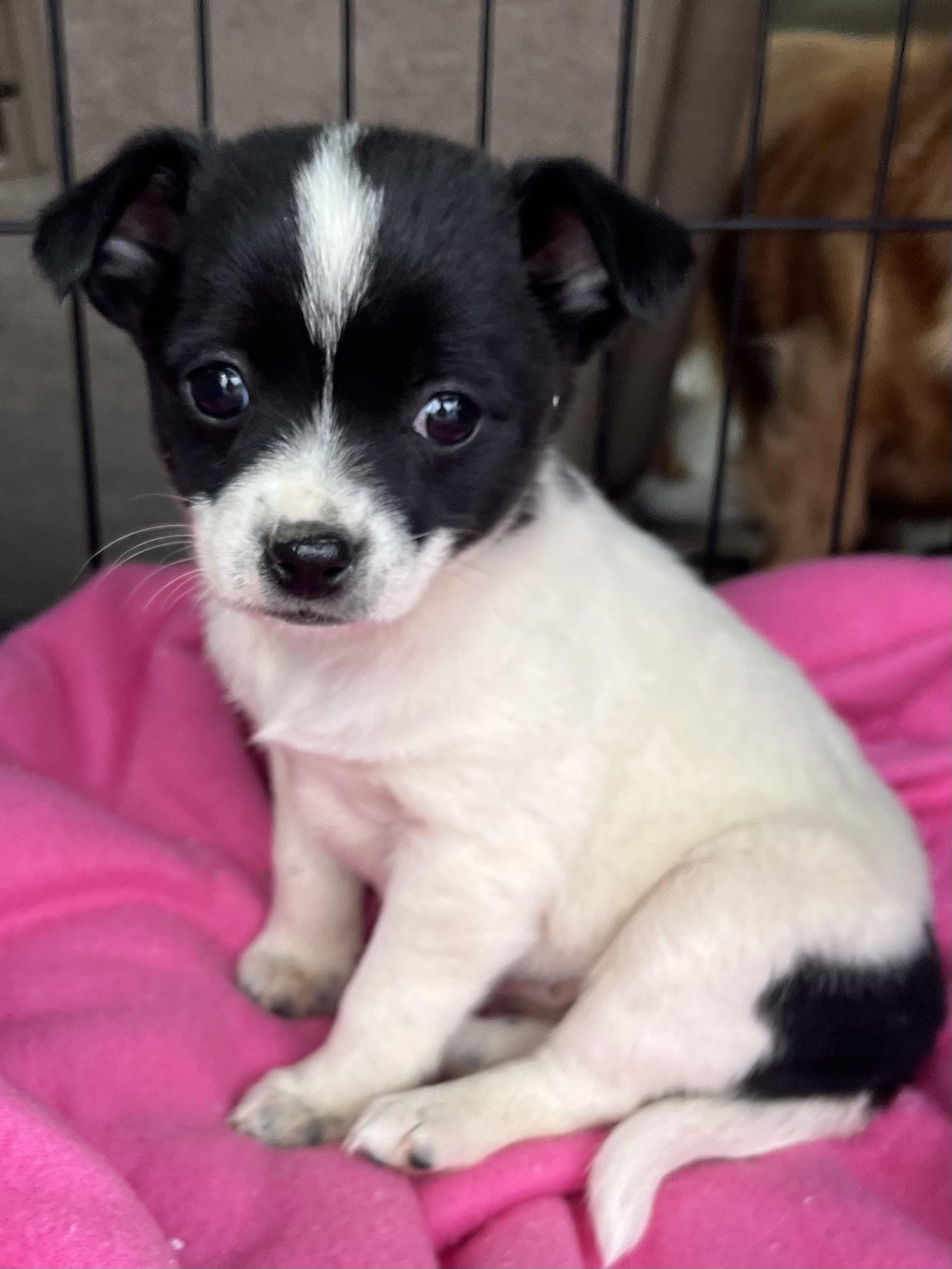 Enlarge Dixie, an adopted mixed breed in Gilbert, SC image 1/4