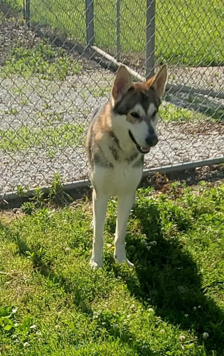 Dog for adoption Twilight, a German Shepherd Dog & Husky Mix in