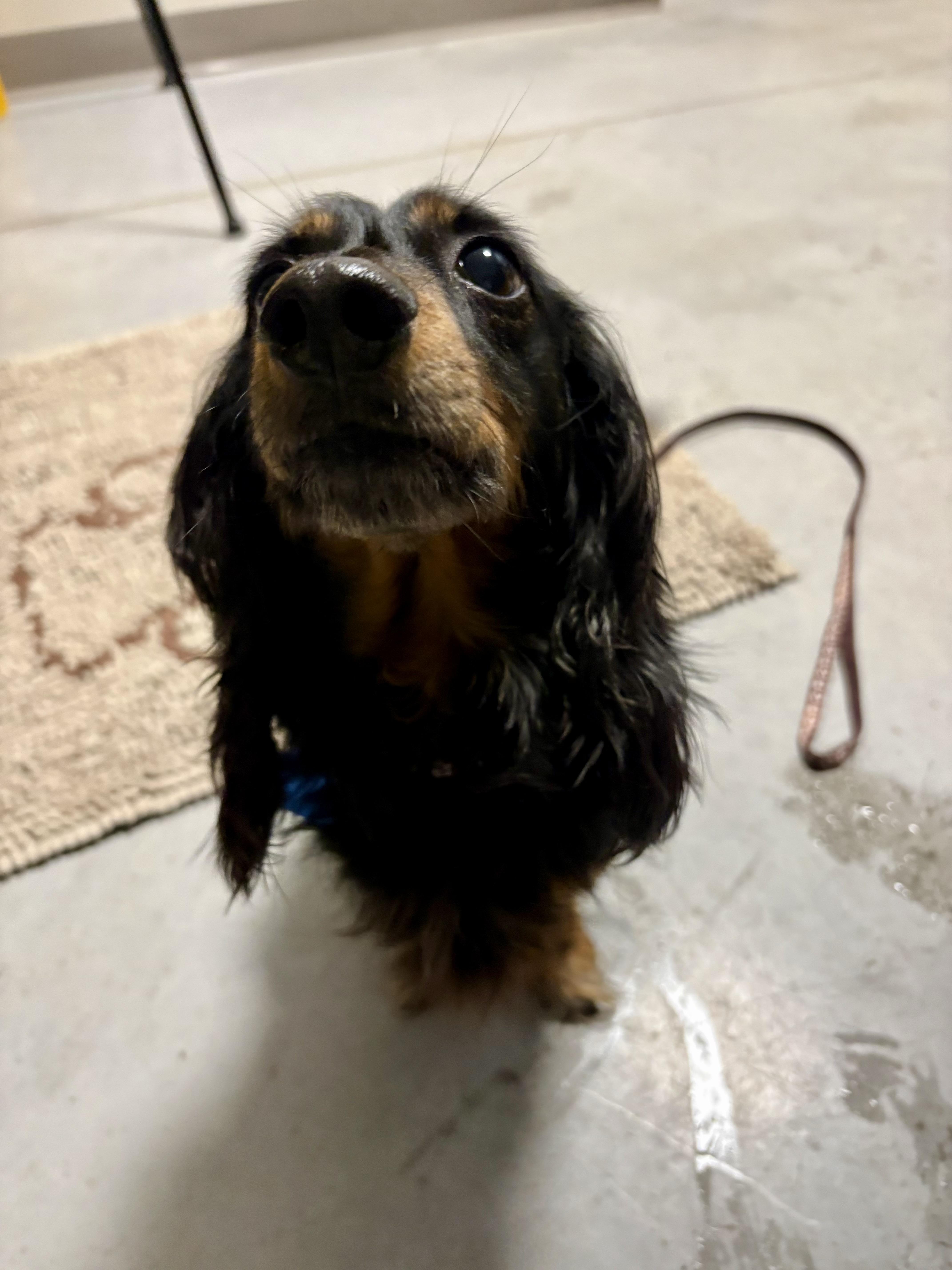 Arlo, Adopted, Adult Male Dachshund.