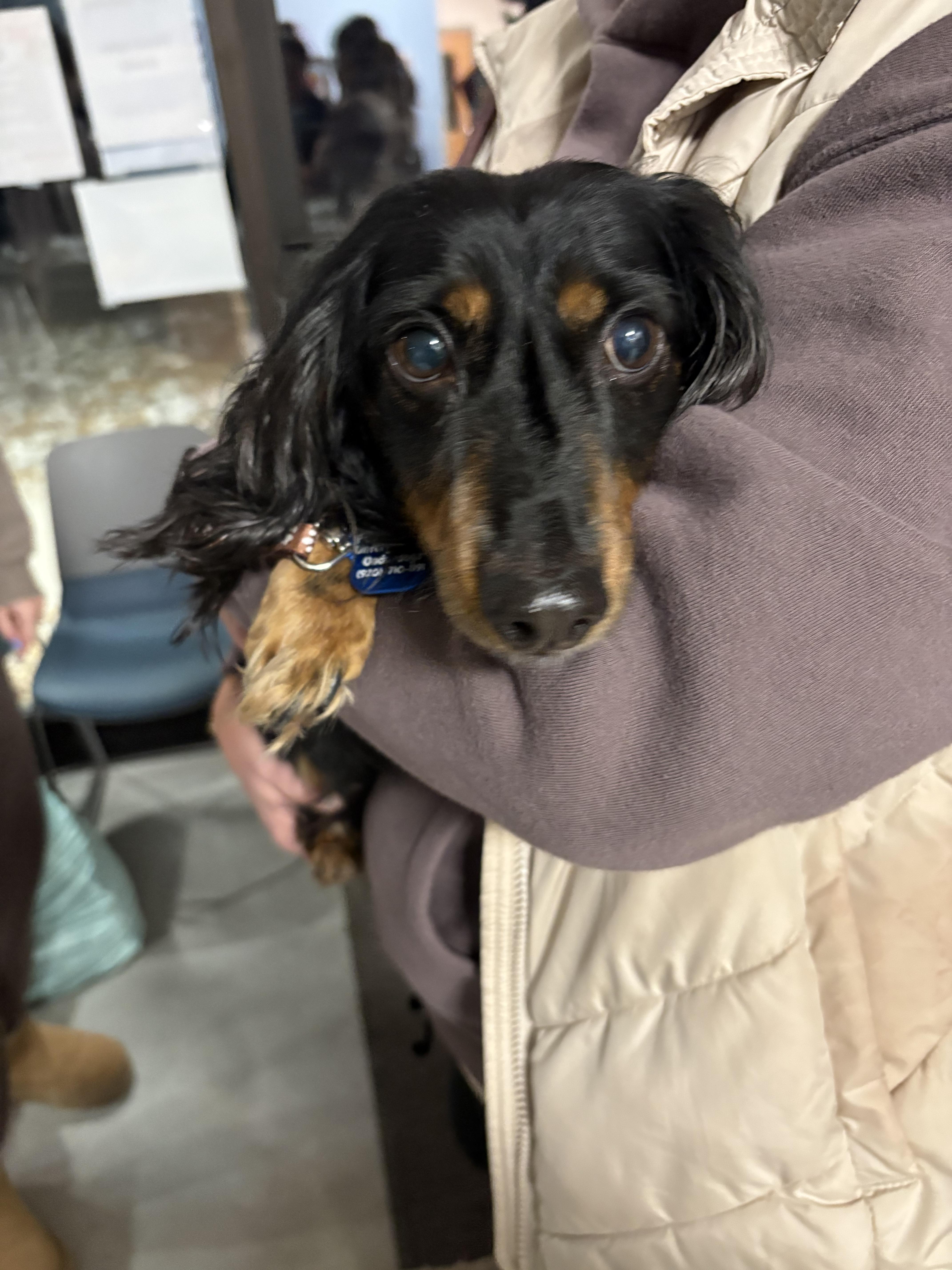 Enlarge Arlo, a Adopted Dachshund in Little Chute, WI image 2/2