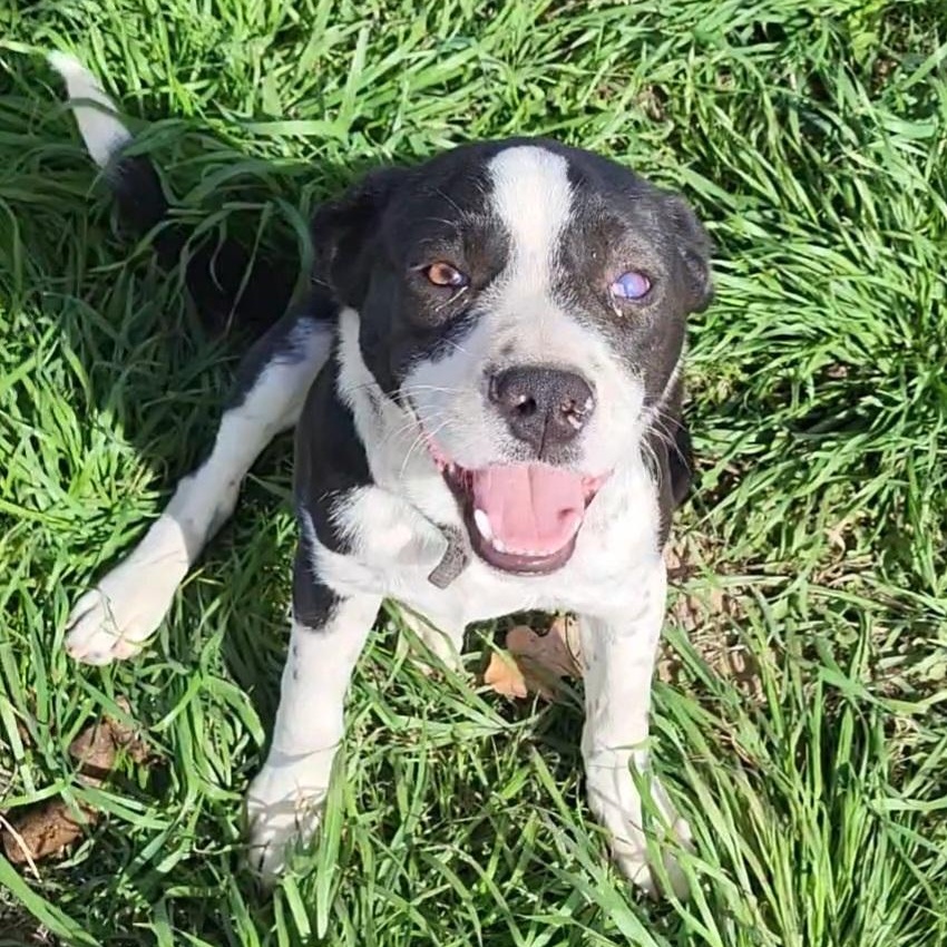 Captain Roberts, ADOPTABLE, Young Male Boston Terrier.