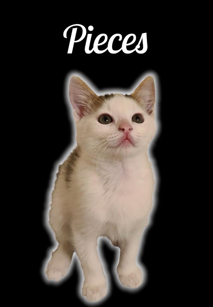 Pieces, ADOPTABLE, Kitten Male Domestic Short Hair.